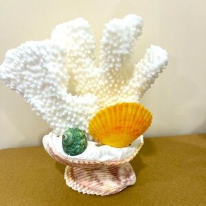 🛍️ 4 for $20 🛍️ Decorative Coral and Shell Display